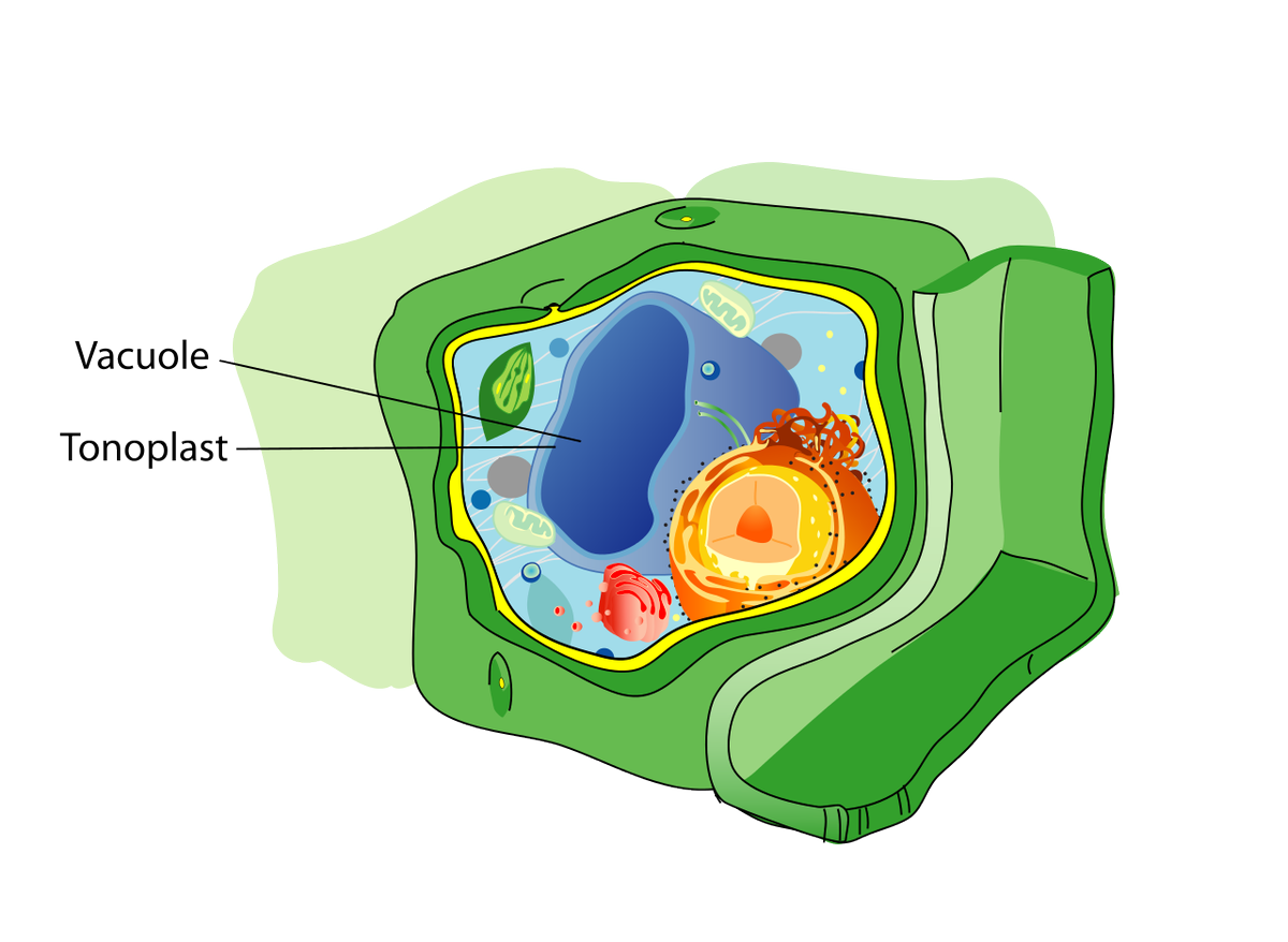 vacuolesforpres's tweet photo. Vacuole's function in animal cells is equivalent to lysosome's because they both break down large molecules! #cellvote16 @bulleribio https://t.co/fnChVwyW4f