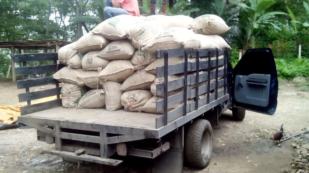 corporacioncafe's tweet photo. Gracias a labor productiva de trabajadores de @CafeVenezuelaSA hoy recibimos los primeros frutos de Finca #ElHelechal en Trujillo https://t.co/Uadt4KQES3