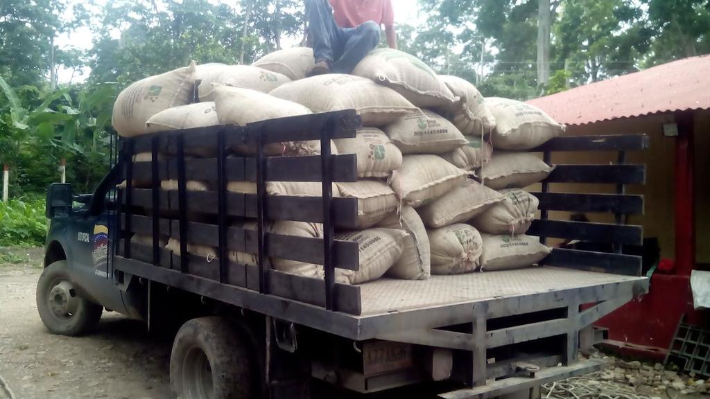 corporacioncafe's tweet photo. Gracias a labor productiva de trabajadores de @CafeVenezuelaSA hoy recibimos los primeros frutos de Finca #ElHelechal en Trujillo https://t.co/Uadt4KQES3