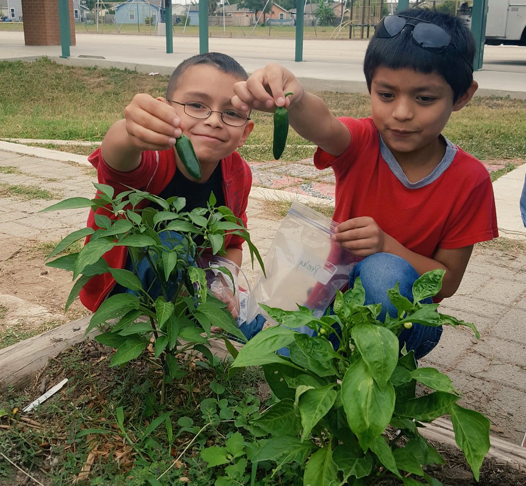 NISDmartin's tweet photo. It was a jalapeño harvesting day for @nisdmartin2nd! @NISD #schoolgardens #martinscience https://t.co/Y8AsRNOBgF