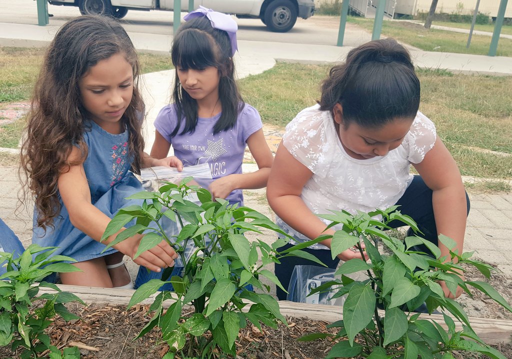 NISDmartin's tweet photo. It was a jalapeño harvesting day for @nisdmartin2nd! @NISD #schoolgardens #martinscience https://t.co/Y8AsRNOBgF