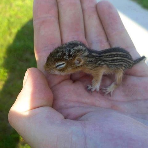 ComedyPosts's tweet photo. LOOK AT THIS CUTE BABY SQUIRREL https://t.co/vq6NIKDTMN