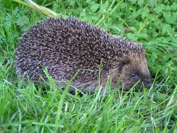 Remember, remember Hedgehogs on the 5th of November! Make sure you check what's sleeping in your bonfire before you light it. #bonfirenight