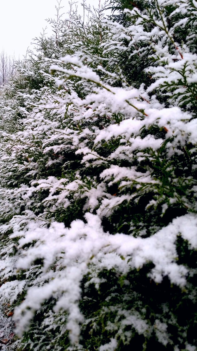 senze61's tweet photo. Love the first snow! Lovely weekend to you all 💕 #norway #home https://t.co/Tf6B8bhTfA
