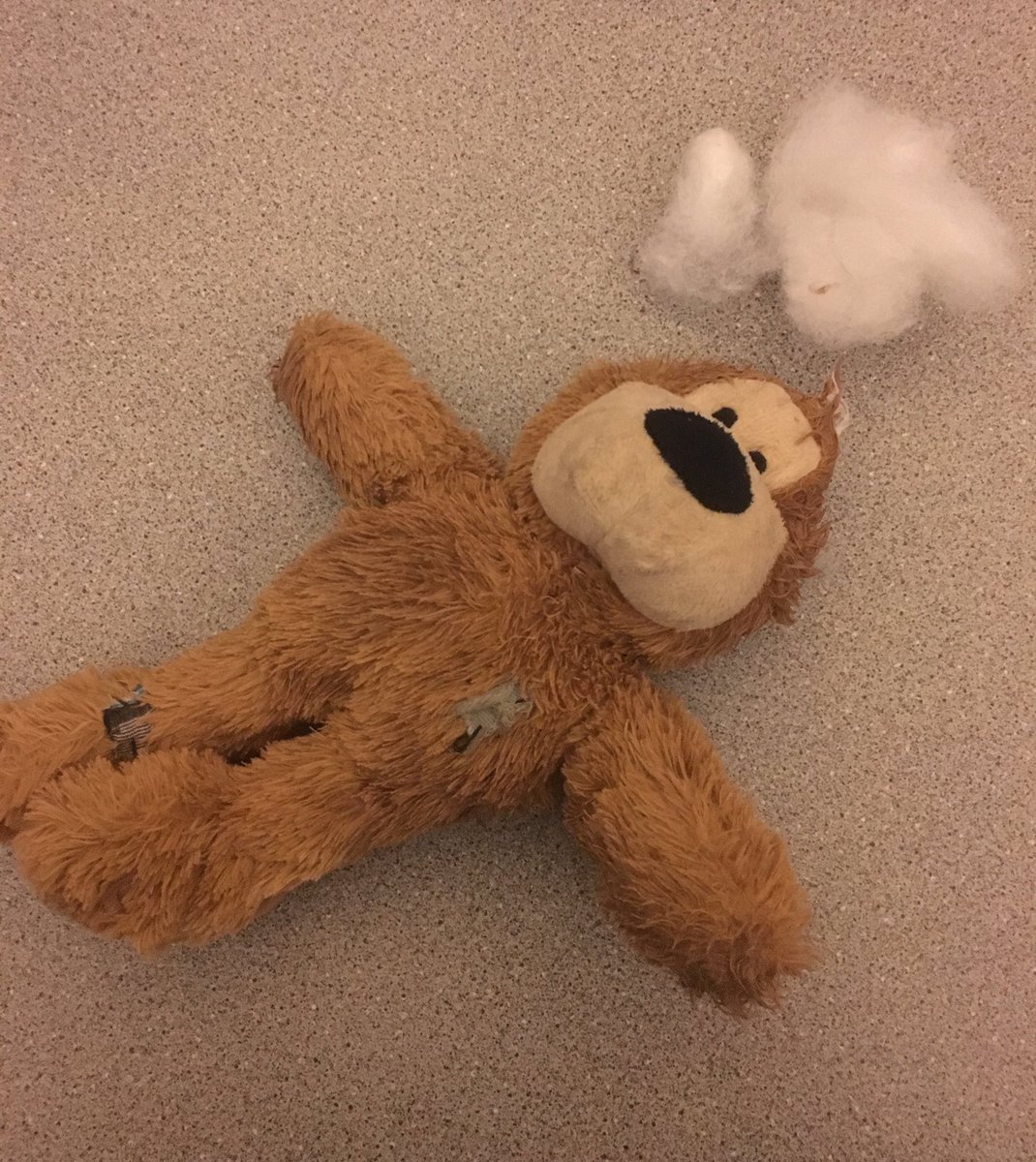 GSDLOGAN's tweet photo. Man down @KongToys #deadteddy 🐾🐾 https://t.co/lBdyT5eX9r
