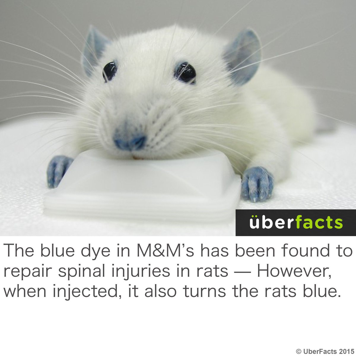 UberFacts's tweet photo. Cool? Or... https://t.co/6Oe9FO74Ao
