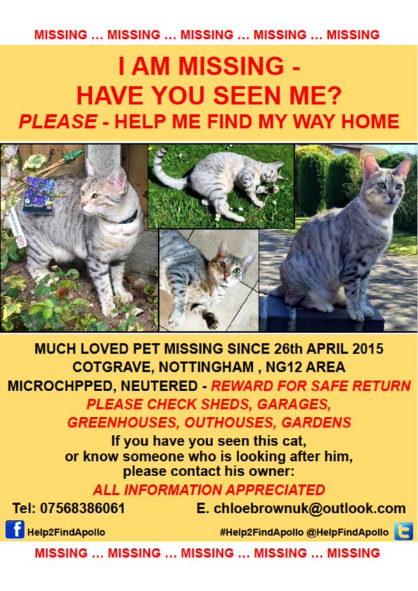 minpin78's tweet photo. This #lightcoloured boy went out one night & never came back..Have you seen him in your area? Please contact @HelpFindApollo with ANY leads. https://t.co/cRMgGriB2D