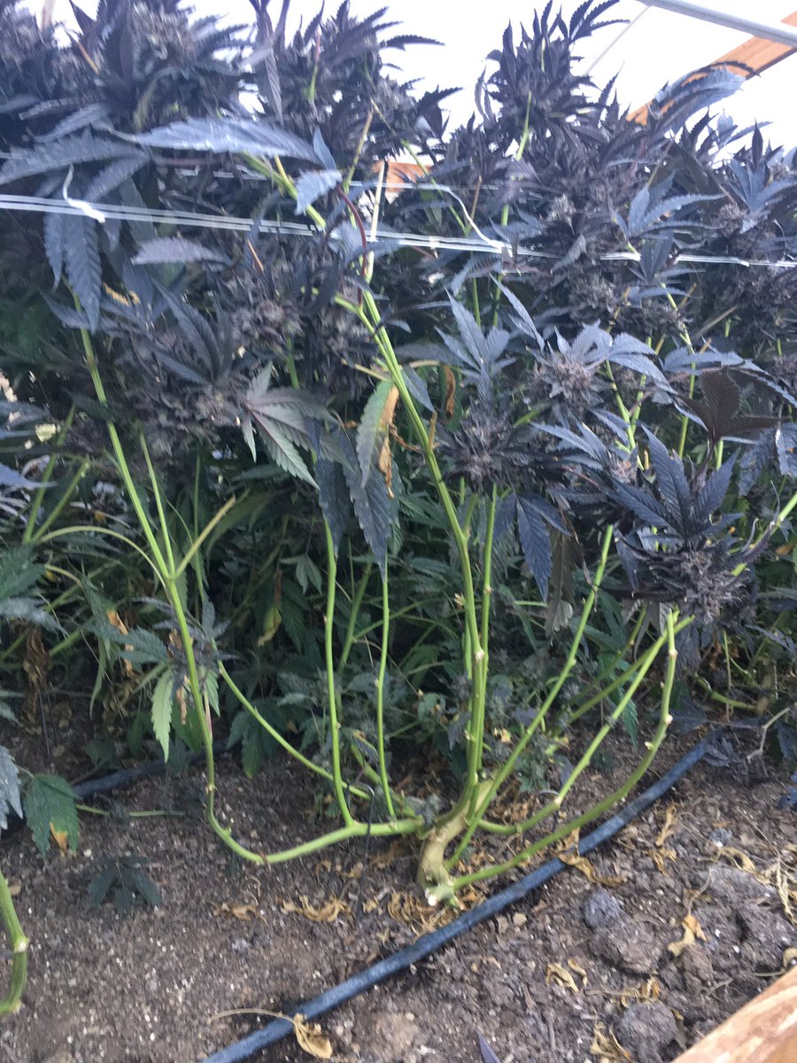SmokeOneOrTwo's tweet image. You gots to stake the greenhouse plants. Huge yields and possible multiple harvest with the right strain. #weed #stoners #mmj #legal