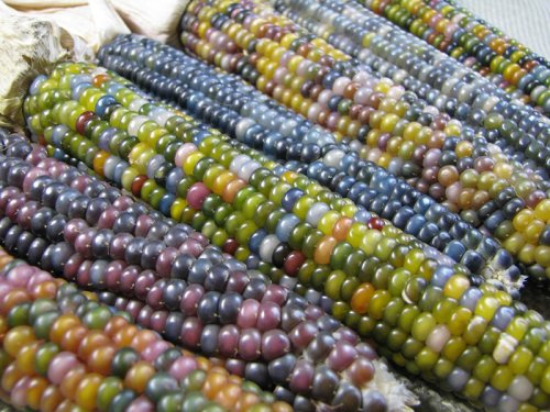 BIOTECH_SI's tweet photo. Conoce al maíz “Glass Gem”, una fascinante variedad multicolor https://t.co/XywKlrwEPf https://t.co/4nBfYEVXPN