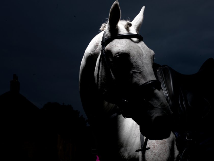 Caldene's tweet photo. When you love a horse, it's your only light in the dark...
#FridayThoughts #tackroomfriday https://t.co/4sanqf6HhA