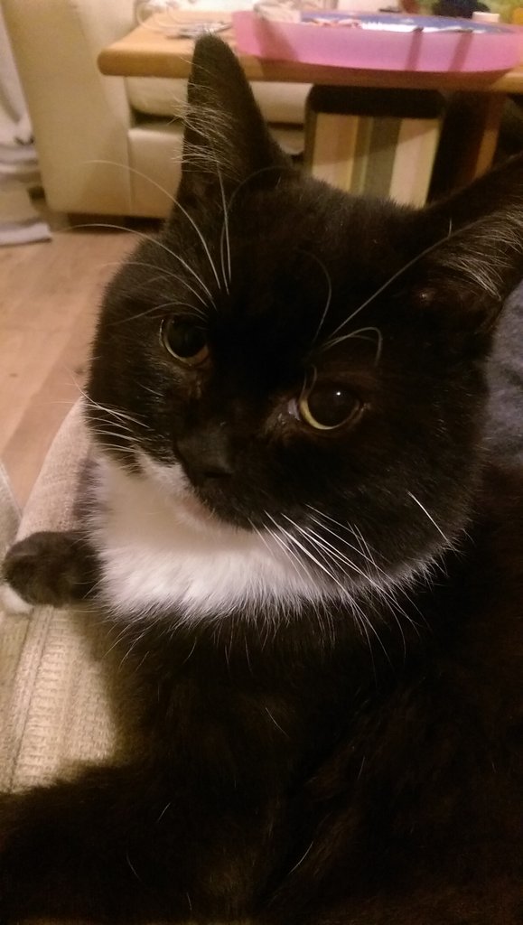 PinkStella's tweet photo. 9 years old and this cat is still the cutest thing you've ever seen. 😍😍. #gary https://t.co/xIbKAlODcW