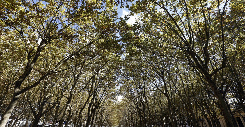 PHLPublicHealth's tweet photo. Why we love @TreePhilly! RT @CityLab: Where Planting More Street Trees Could Pay Off Big https://t.co/zvErLiPRsm https://t.co/GDu2YtssBi
