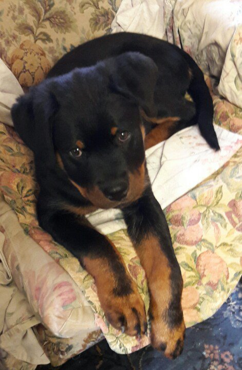She's found my chair .