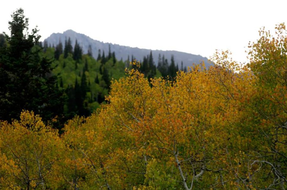 ssutah's tweet photo. How many of these scenic fall drives have you done this year? Any they missed? https://t.co/XKzEf04VyQ https://t.co/9Nlv48O8WU https://t.co/mt0uGVKQwr