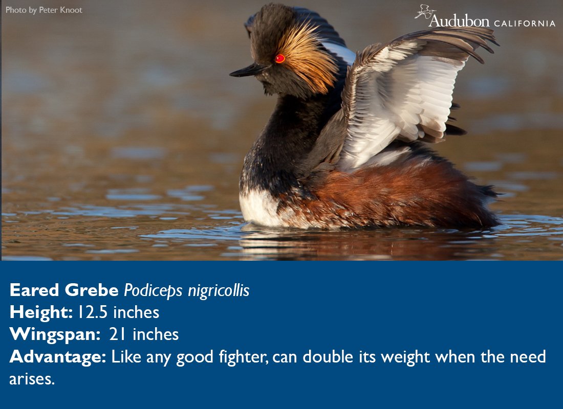 AudubonCA's tweet photo. Are you #teamgrebe? Cast your vote for bird of the year https://t.co/HZ1N86Rwlx https://t.co/wjWvXiSQgf