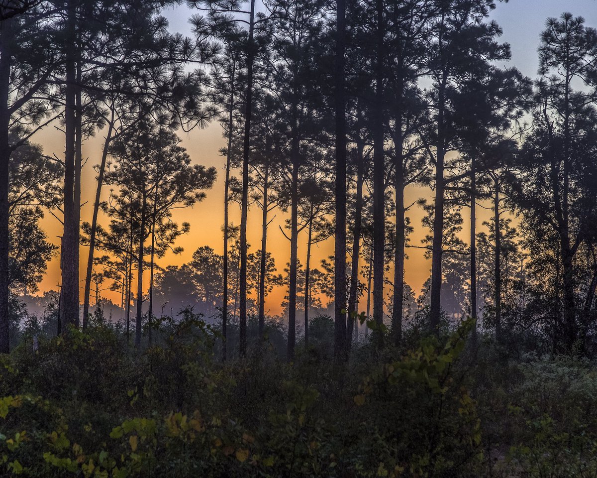 doncolin1952's tweet photo. Sunrise in the Piney Woods
Hwy 285 Okaloosa County FL
#sunrise #slashpine #fineart #roadside #onlymyownoriginalphotos #doncolinphotographs https://t.co/H2fV6y97Q0
