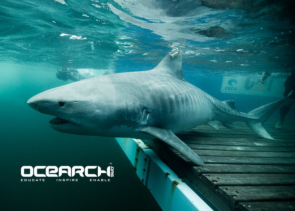 Outer Beaches Realty tweet media