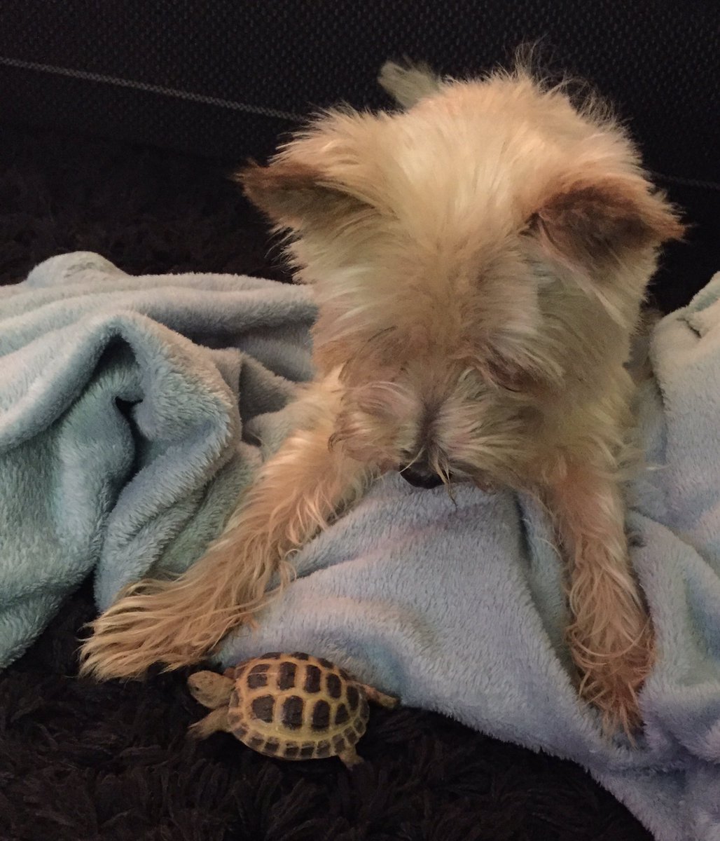 Bring_BradyHome's tweet photo. Brady's dad, Buddy with baby tortoise Tara 💖 https://t.co/PybDvx8GLA