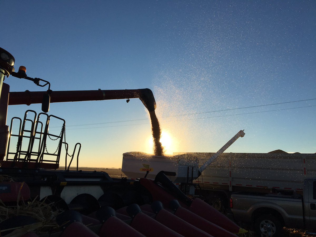 gcagriculture's tweet photo. Picking off some nice yields. @MonsantoCda corn trial coming off like a dream near Scandia, AB. #binbusters #earlycorn #intothesunset https://t.co/F2kWeegaaZ