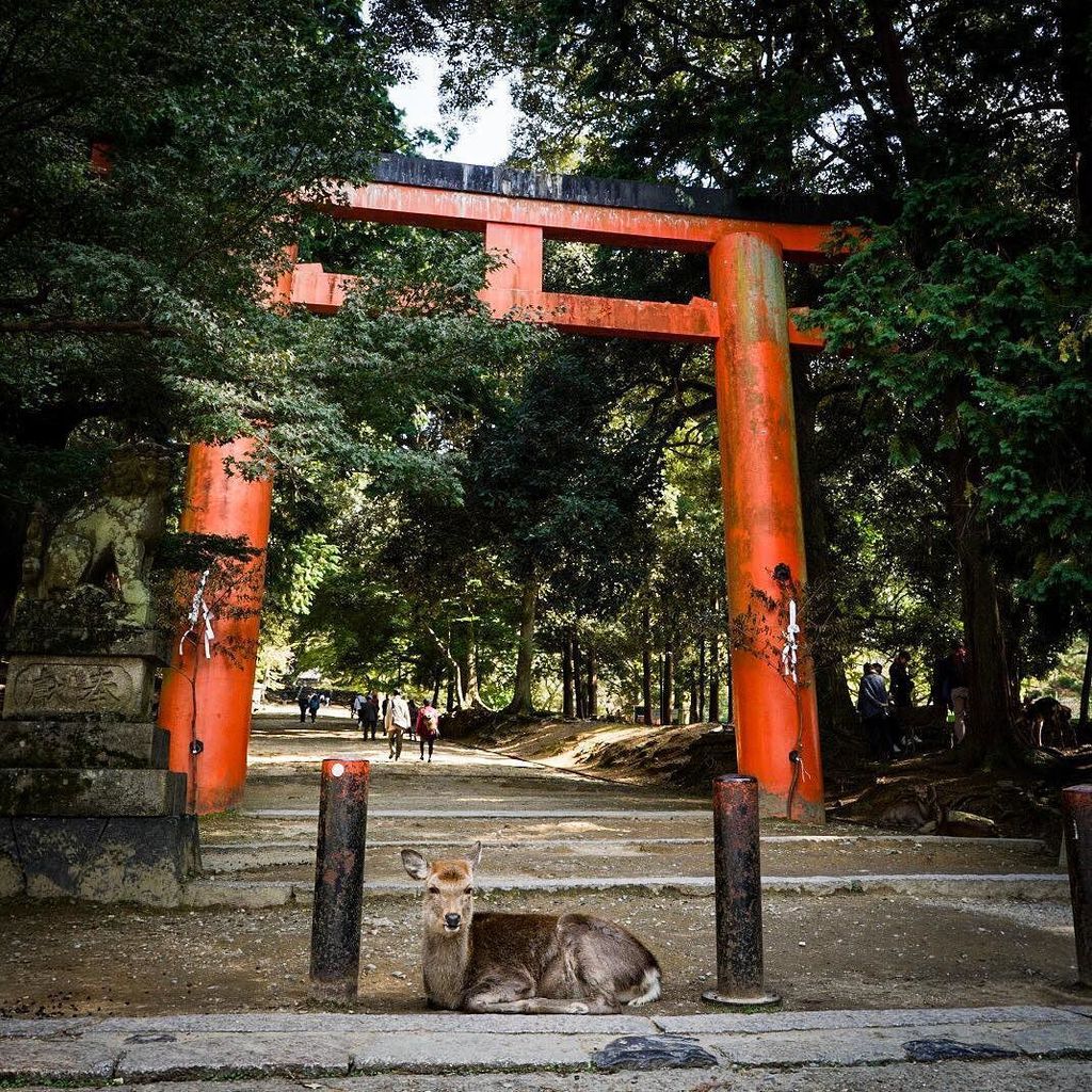Lifesauntering's tweet photo. Nara was once the capital of Japan. Now, deers roam around the grounds of the Tōdai-hi tem… https://t.co/P9BhjYX2pP https://t.co/I3ri9BltNR