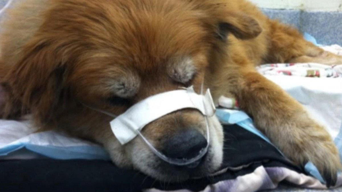 ABCWorldNews's tweet photo. Che, a 14-year-old lab-chow mix, is being hailed a hero after reportedly saving his owner from a raging house fire https://t.co/fjNaUE2Y3r https://t.co/phtZon3aB5