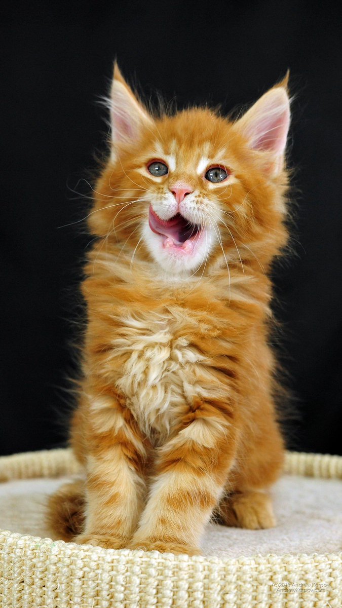 猫派の縦画 待ち受け画像 בטוויטר 1080x19pixel Iphone7 Plus対応 猫の待ち受け画像 猫の画像 猫画像 猫 ねこ ネコ 待ち受け 待受 Iphone7 Iphone7plus Rtお願いします