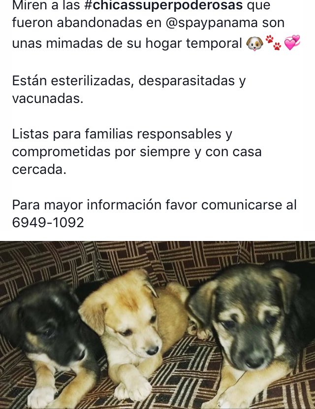 Bellezas listas para familias responsables por siempre!! 🐶🐾