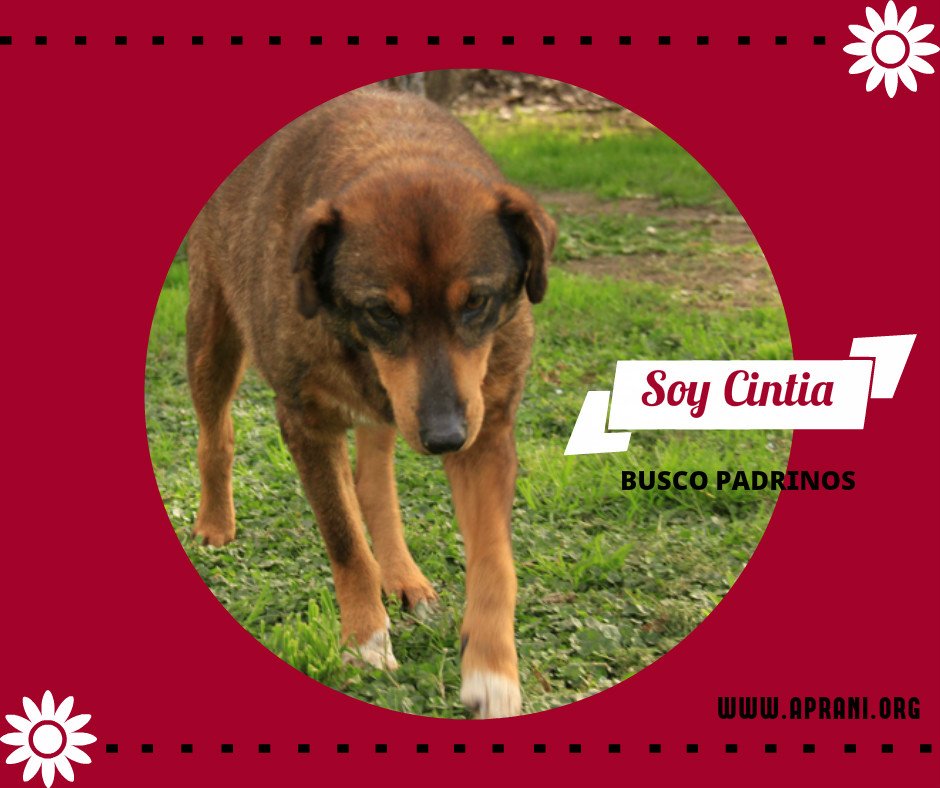 ¿Te gustaría apadrinar a #Cintia? con un aporte a voluntad nos ayudas a cubrir sus gastos. Veni a conocerla! escribinos a info@aprani.org
RT
