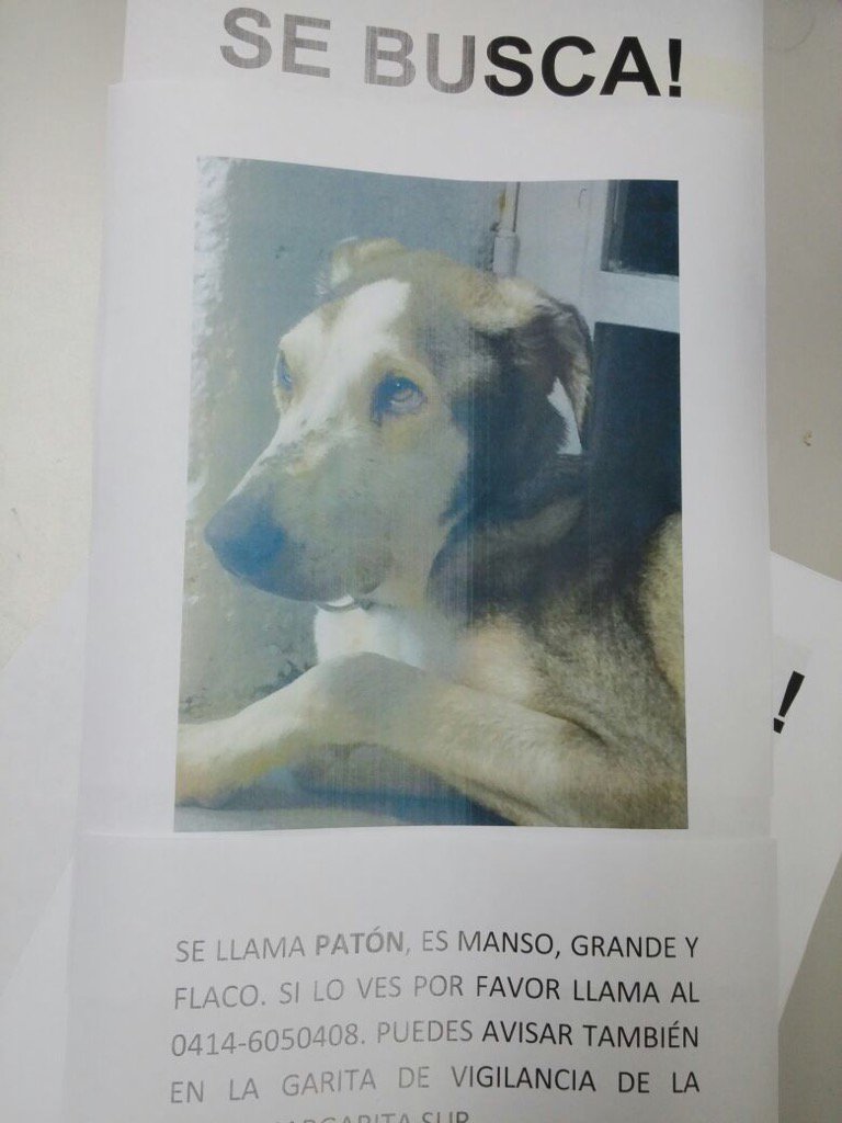 FUrreiztieta's tweet photo. Se llama Paton y está perdido. Perrito mestizo grande manso y flaco. Se extravió por El cafetal. 04123295770 https://t.co/6C9P03Y945