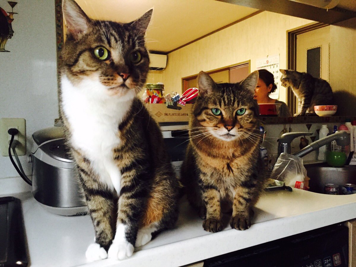 caaat10 tweet picture