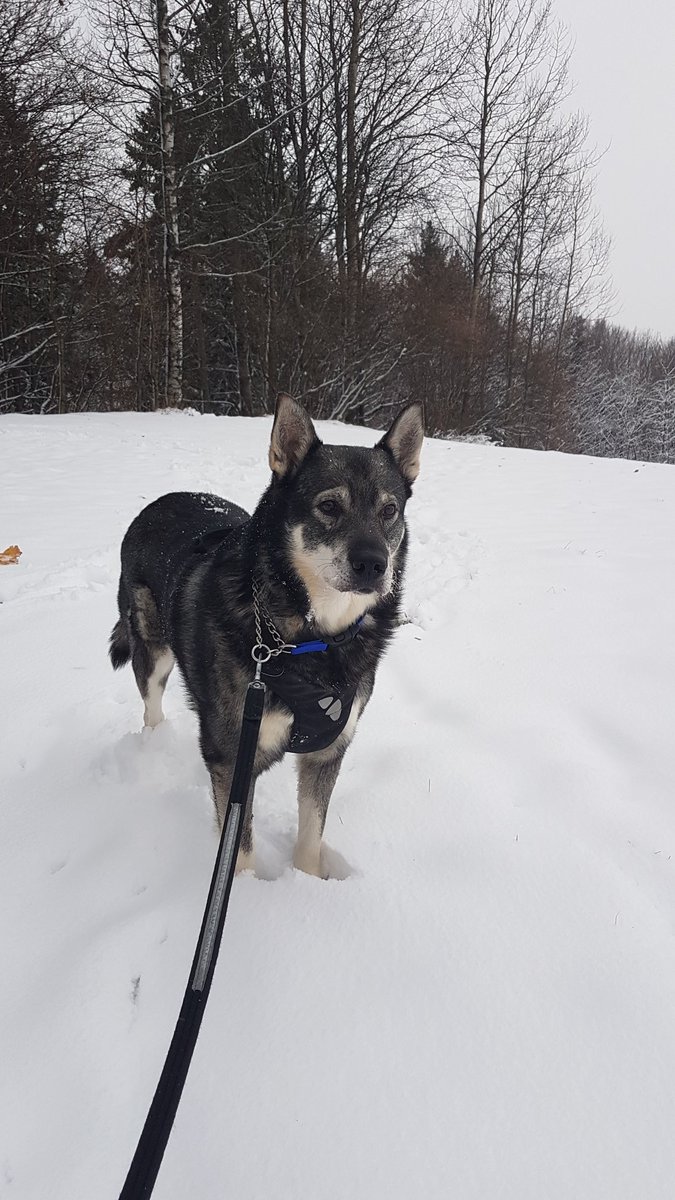oslolove2004's tweet photo. This morning with Varg! and he's love snow❄🌨🐶❤ #winter #jamthund #SwedishElkhound  #Oslo #Norway https://t.co/OnTQrHpAYQ