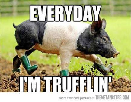 farmer_brown21's tweet photo. #trufflin #saturdayfeels #agchatoz https://t.co/GIkNE2YZlF