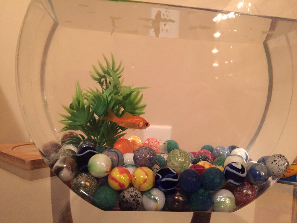 The aftermaths of the Big Event...somehow we now have a fish?!? Welcome to the family, I guess, Ralphie! #myroommatesiexcited