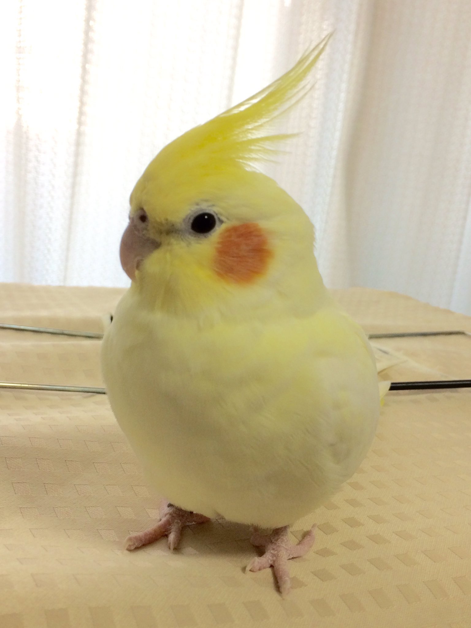 オカメちゃん Why did the cockatiel Kohaku last scold her mom? - YouTube