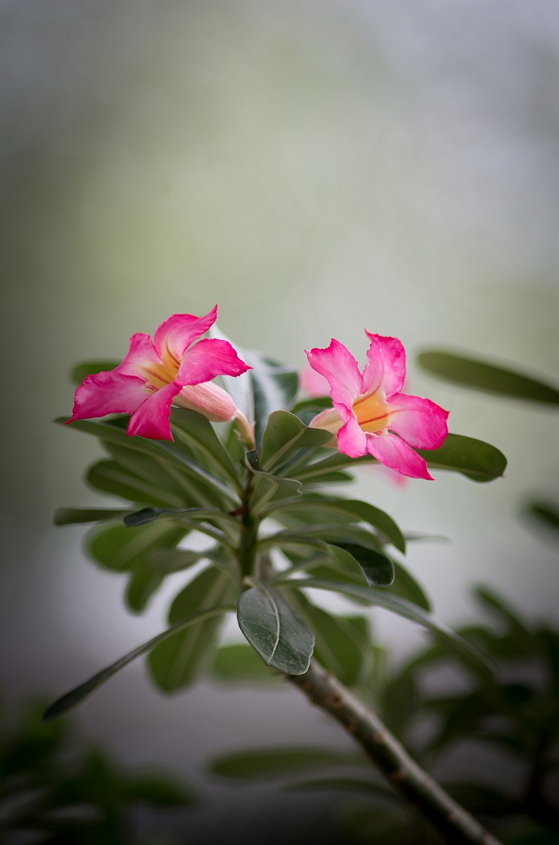 FelipeA79770888's tweet photo. SI ME VUELVE LOCO UNA ROSA Y UNA FLOR Y EL AROMA ME APERFUMA LOS SENTIDOS IMAGINA LO LOCO QUE ME VOLVERIAS TÚ QUE TÚ PIEL SERIA MI PERFUME https://t.co/zr9qWHVm5E