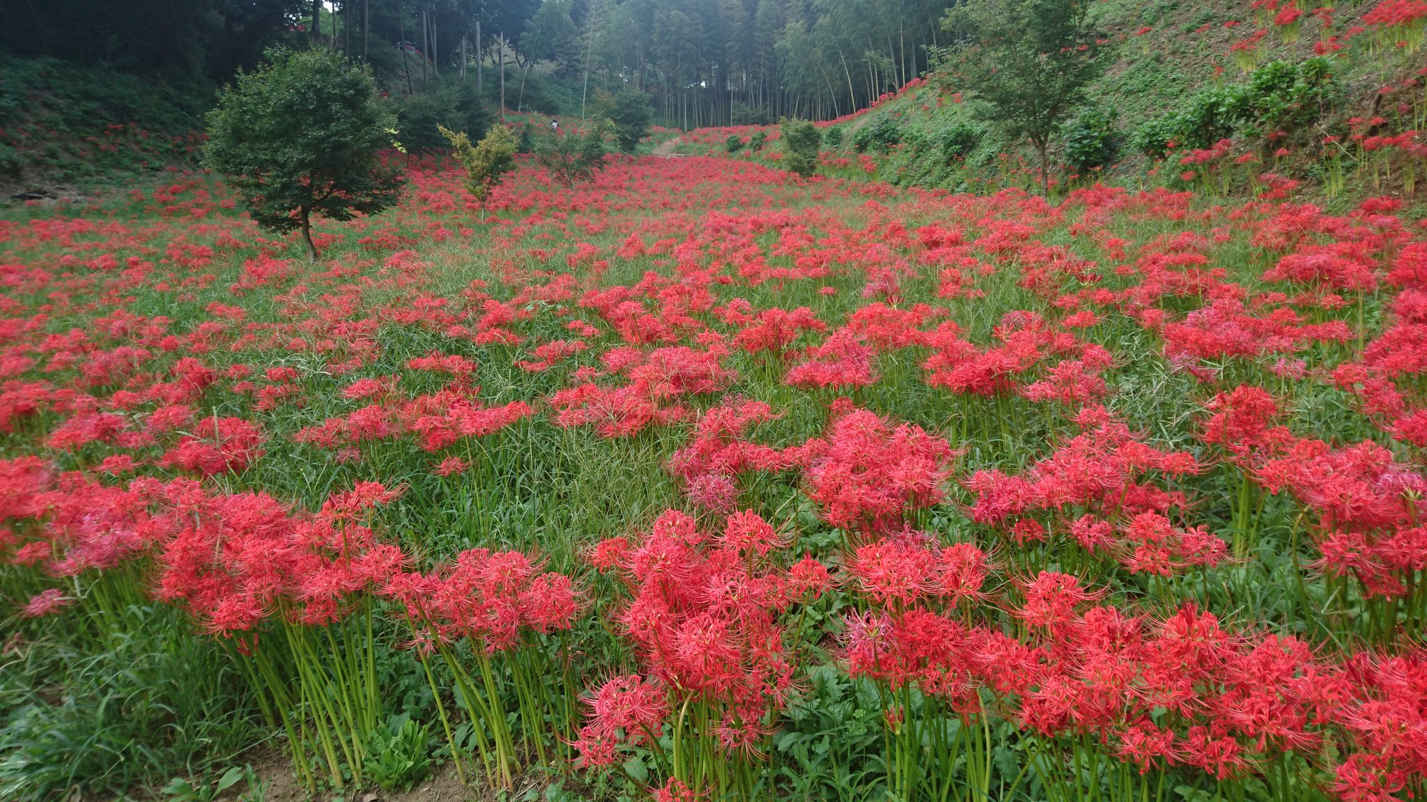 二本松寺 あじさいの杜 茨城県潮来市 茨城県の観光を紹介 隣の行方市ですが 同じ業界仲間の西蓮寺 です ９月下旬頃に満開を迎える１０万本の 彼岸花 です 白い彼岸花がレアな感じがして良かったです 二本松寺 西蓮寺 彼岸花 茨城県 観光