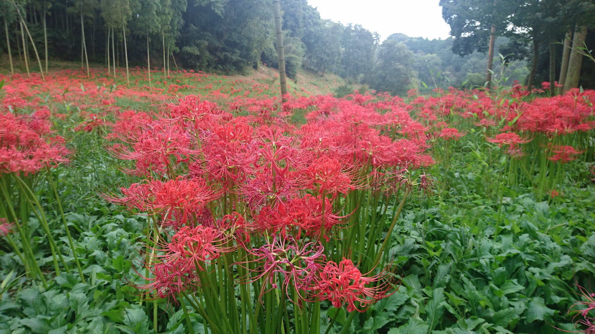 二本松寺 あじさいの杜 茨城県潮来市 茨城県の観光を紹介 隣の行方市ですが 同じ業界仲間の西蓮寺 です ９月下旬頃に満開を迎える１０万本の 彼岸花 です 白い彼岸花がレアな感じがして良かったです 二本松寺 西蓮寺 彼岸花 茨城県 観光