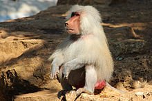 genlivecast's tweet photo. Good morning to you, its great to be alive! - The Hamadryas Baboon #wildAfrica #Genlivecast https://t.co/djMpzlLv3C