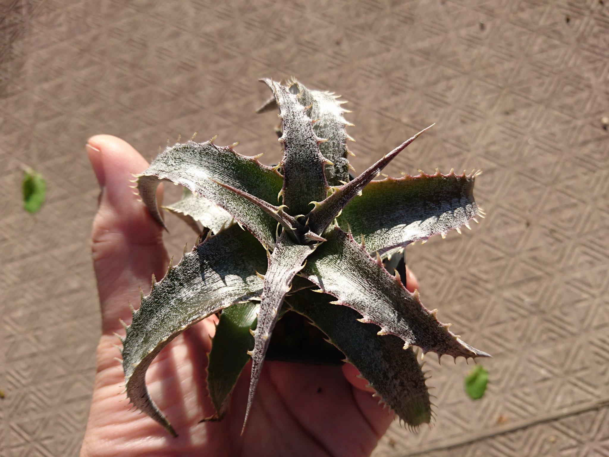 スーパーサボテンタイム 実生のディッキア グレイオプス 雨ざらしで白い粉が落ちてしまっているけど 個人的はそんな荒々しさがある方が好きです 人 ゚ スーパーサボテンタイム 実生のディッキア グレイオプス 雨ざらしで白い粉が落ちてしまっているけど 個人的はそんな荒々しさがある方が好きです 人 ゚