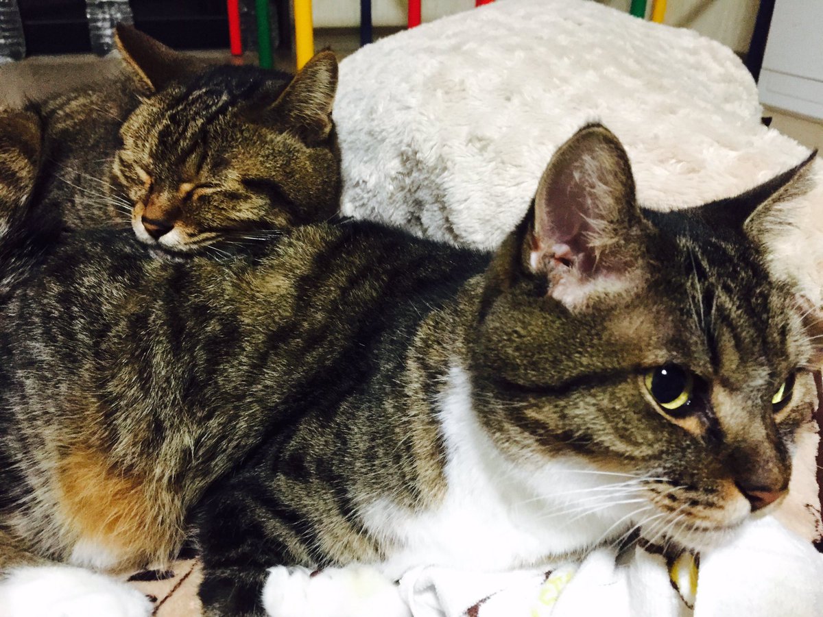 caaat10 tweet picture