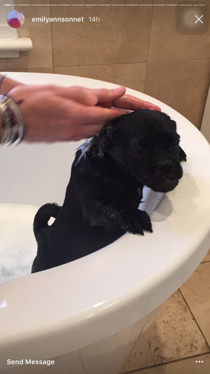 ashpags's tweet photo. @ngrimcomm IT'S BATHTIME FOR PUPPIES. 😍😍😍😍😍😍 #pigtwitter #sbtwitter https://t.co/NEPyi6Huxt