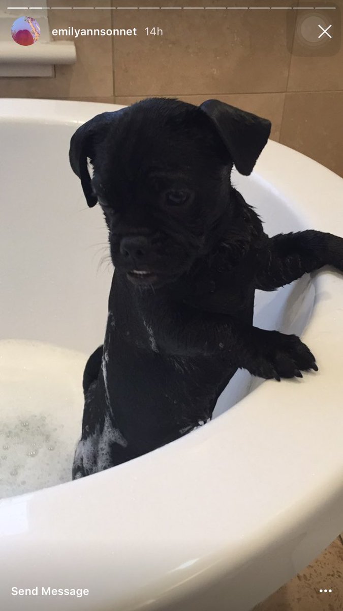 ashpags's tweet photo. @ngrimcomm IT'S BATHTIME FOR PUPPIES. 😍😍😍😍😍😍 #pigtwitter #sbtwitter https://t.co/NEPyi6Huxt