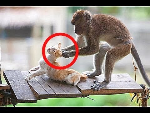 TheFunBuzz's tweet image. youtu.be/SNWf6TMqm04 ►►Funny Videos★ Man Vs animals Funny★ Videos 2016