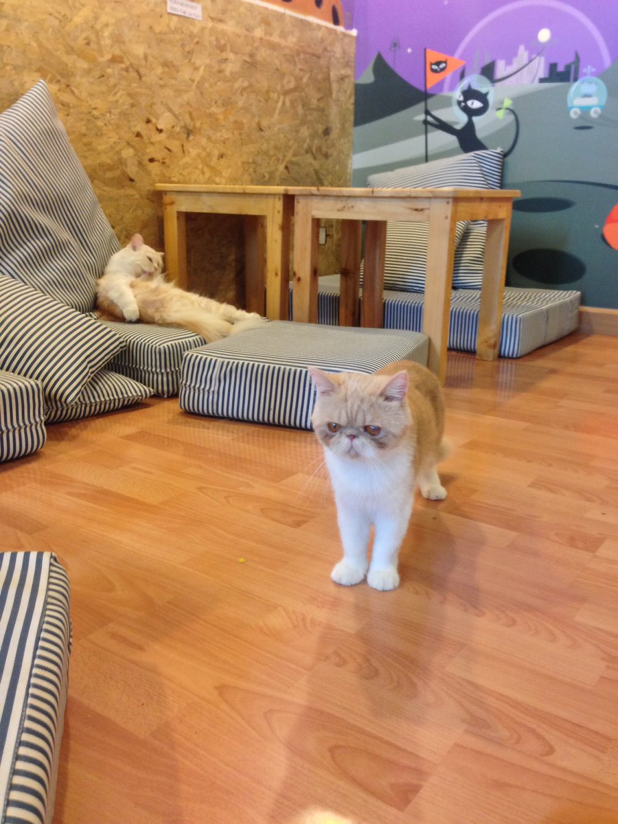 travelingtruth's tweet photo. Cat Cafe in Chiangmai - best day EVER!!! #Caturday https://t.co/Boxnt56r9g read about my visit on the blog! https://t.co/KWTTrP3kMG