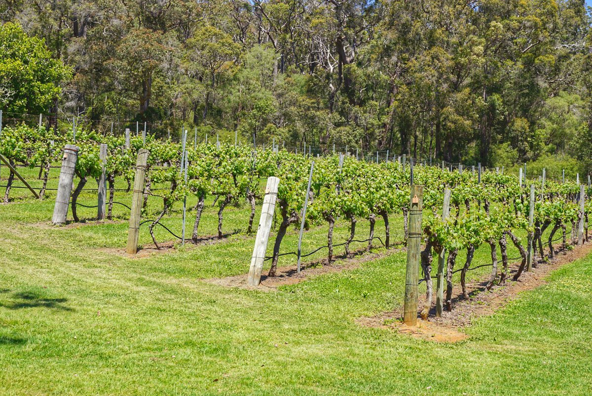 lunchforone's tweet photo. Spending the day in the #southernforrest & what a surprise trip it was! Hiking, wineries & hiking up a tree! #justanotherdayinWA #thisWA https://t.co/ihghilI7pz