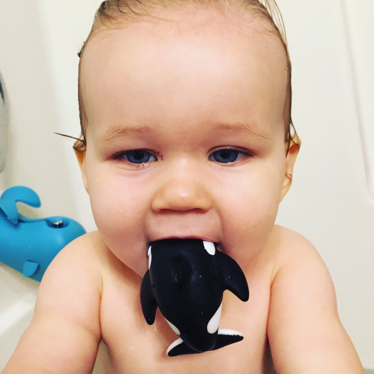 Poor shamu never stood a chance with those chompers!