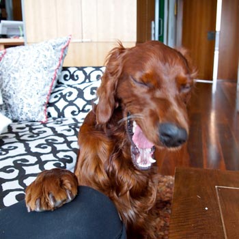 perromel's tweet photo. ¿Haaaaaaablando de mi? #NadieSabeNada https://t.co/pHsVUKNcPk