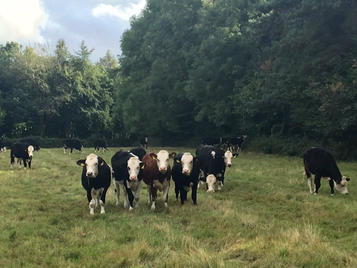 robdvet's tweet photo. Checking weight data @Steve_DeButcher #integratedbeef this batch av 1.2kg DLWG look good @trottersimon @simontappers https://t.co/obi78S9uBs
