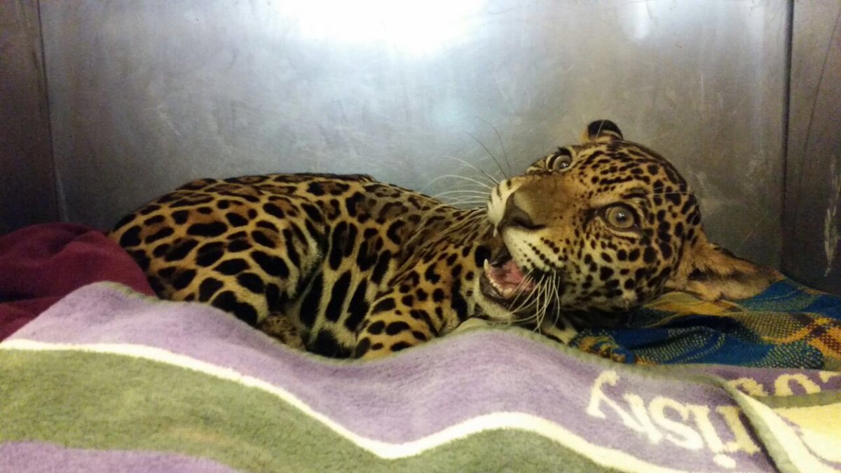AVAstudillo's tweet photo. #Dyaira y su recuperación que anima a todo el país. Sus ganas de vivir son más fuertes que 18 perdigones. Gracias @Tueri_USFQ @24horasUIO 🐯 https://t.co/fp99ZmsK6T