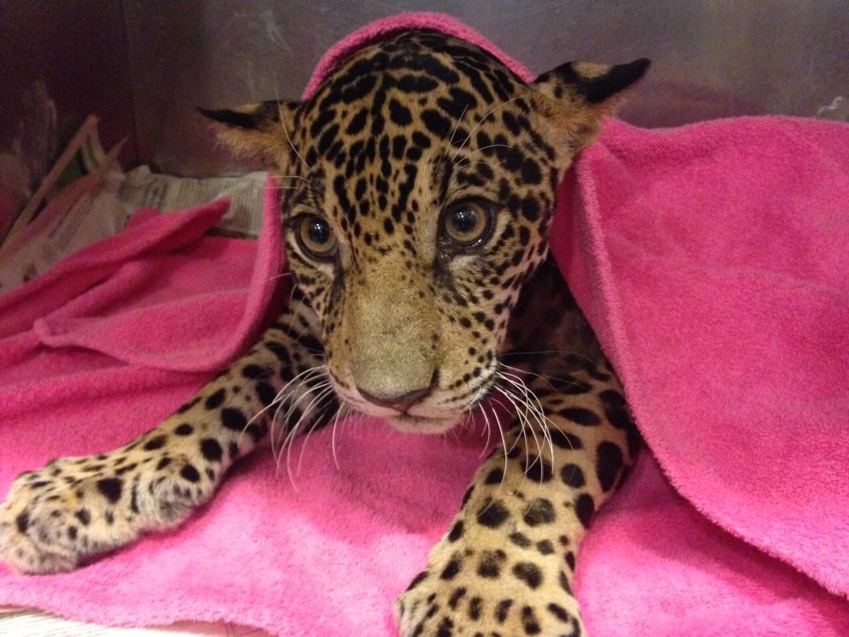 AVAstudillo's tweet photo. #Dyaira y su recuperación que anima a todo el país. Sus ganas de vivir son más fuertes que 18 perdigones. Gracias @Tueri_USFQ @24horasUIO 🐯 https://t.co/fp99ZmsK6T